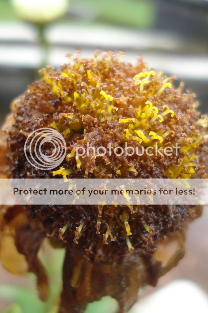  photo 15aFILEminimizer.jpg