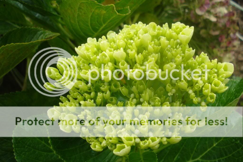  photo 16cFILEminimizer.jpg