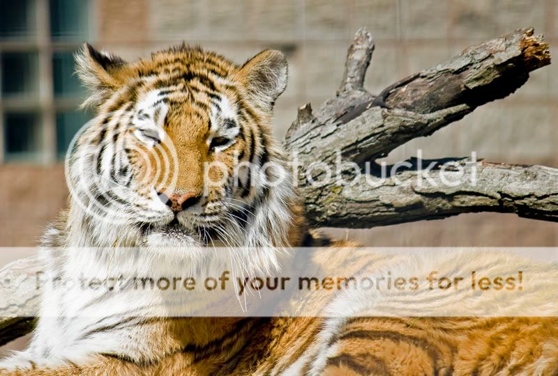 IMAGE: http://i548.photobucket.com/albums/ii346/ckort66/20090408_0101_edited-1.jpg