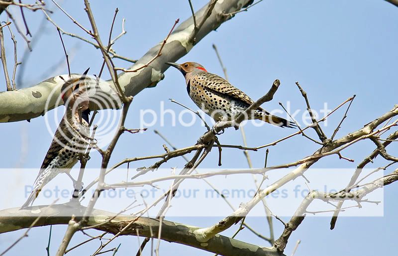 IMAGE: http://i548.photobucket.com/albums/ii346/ckort66/20090408_0177_edited-1.jpg