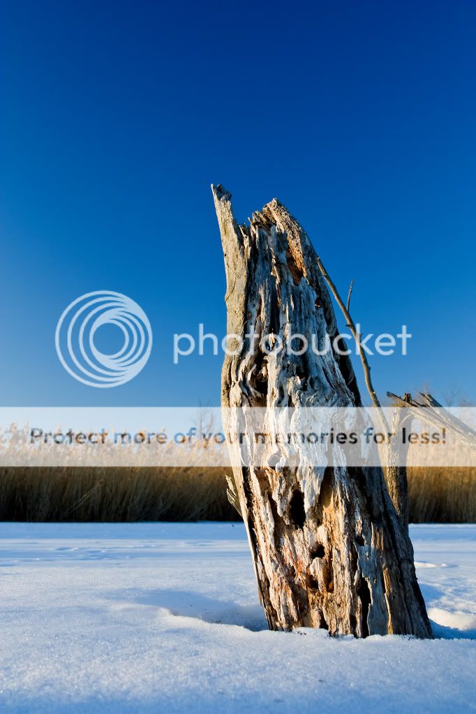 IMAGE: http://i548.photobucket.com/albums/ii346/ckort66/Banner%20Marsh/IMG_4795_edited-1.jpg