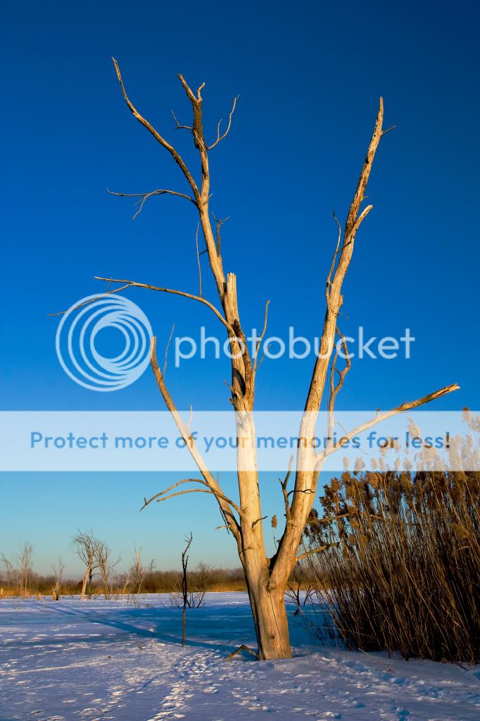 IMAGE: http://i548.photobucket.com/albums/ii346/ckort66/Banner%20Marsh/IMG_4799_edited-1.jpg