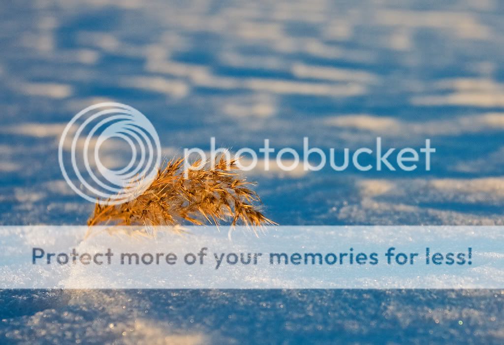 IMAGE: http://i548.photobucket.com/albums/ii346/ckort66/Banner%20Marsh/IMG_4813_edited-1.jpg