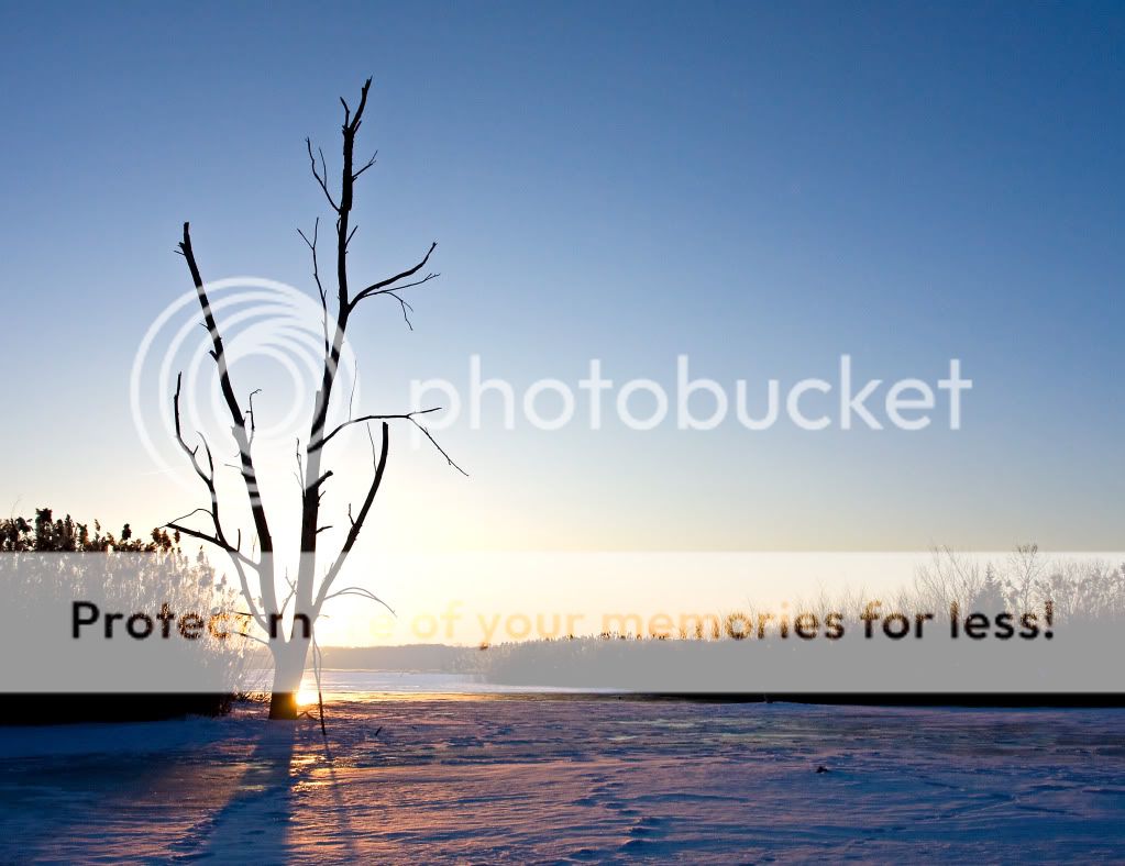 IMAGE: http://i548.photobucket.com/albums/ii346/ckort66/Banner%20Marsh/IMG_4829_edited-1.jpg