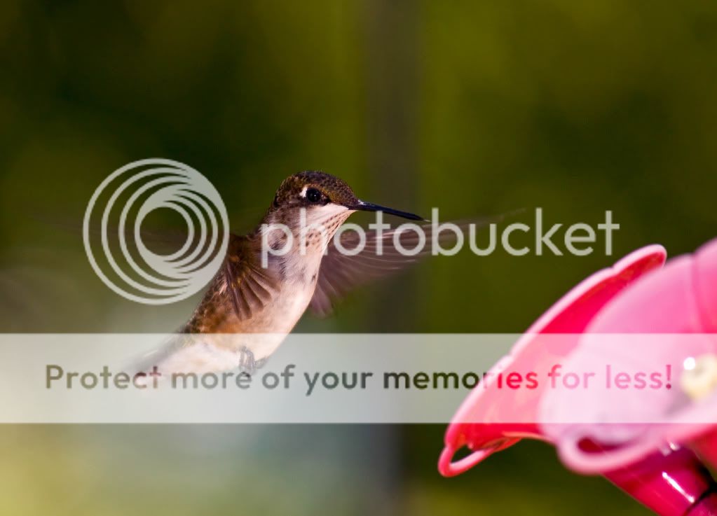 IMAGE: http://i548.photobucket.com/albums/ii346/ckort66/IMG_1050_edited-1.jpg