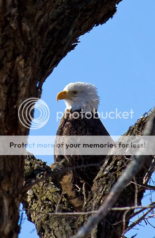 IMAGE: http://i548.photobucket.com/albums/ii346/ckort66/IMG_2726_edited-1.jpg