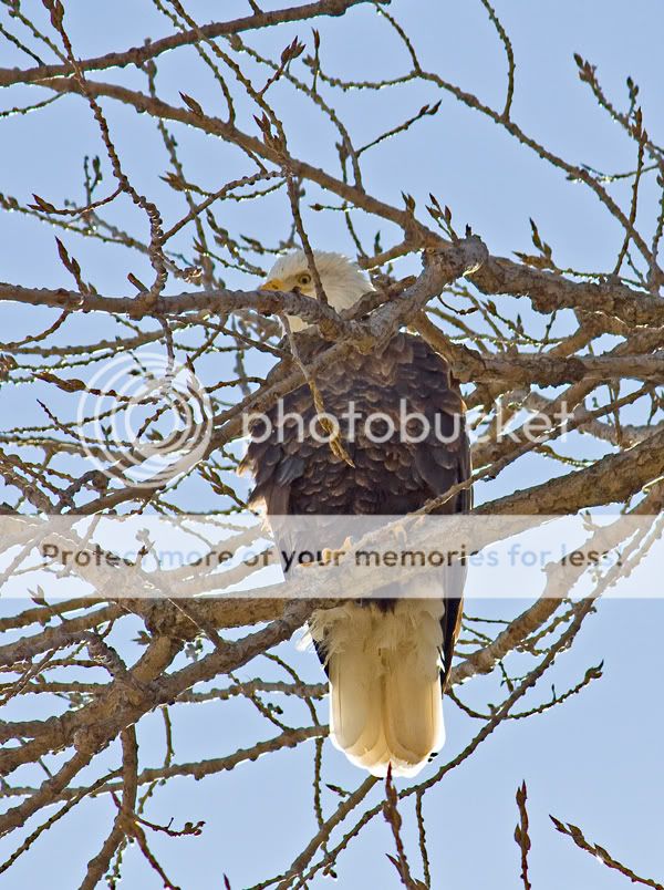 IMAGE: http://i548.photobucket.com/albums/ii346/ckort66/IMG_2890_edited-1.jpg