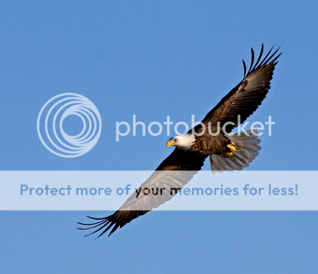 IMAGE: http://i548.photobucket.com/albums/ii346/ckort66/IMG_3910_edited-1.jpg