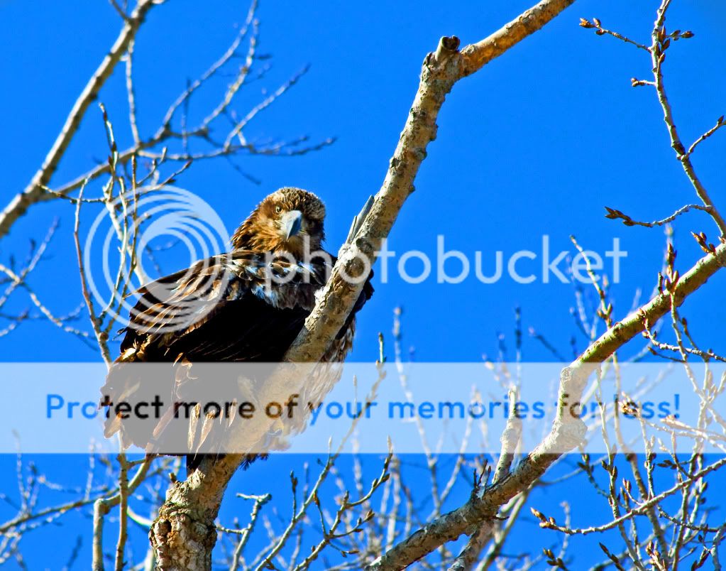 IMAGE: http://i548.photobucket.com/albums/ii346/ckort66/IMG_4006_edited-2.jpg