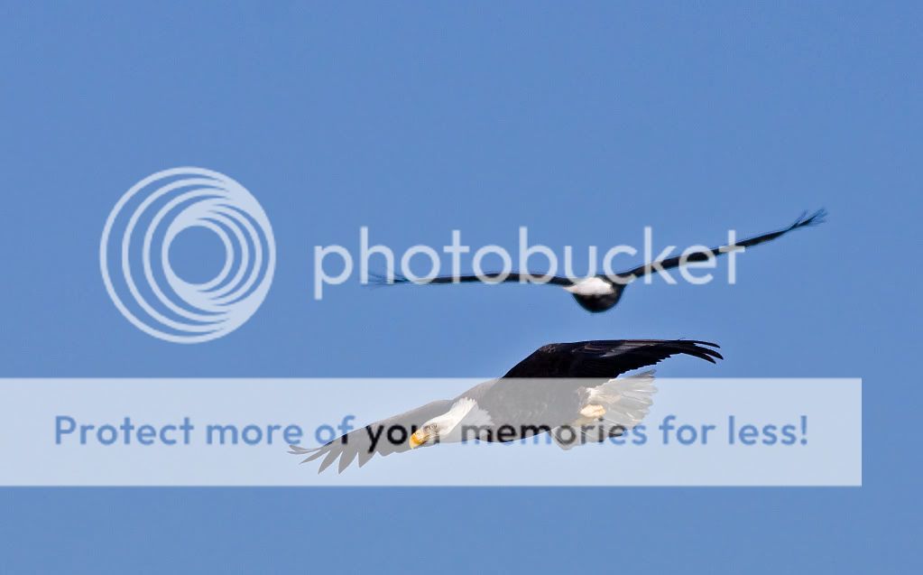 IMAGE: http://i548.photobucket.com/albums/ii346/ckort66/IMG_4103_edited-1-1.jpg