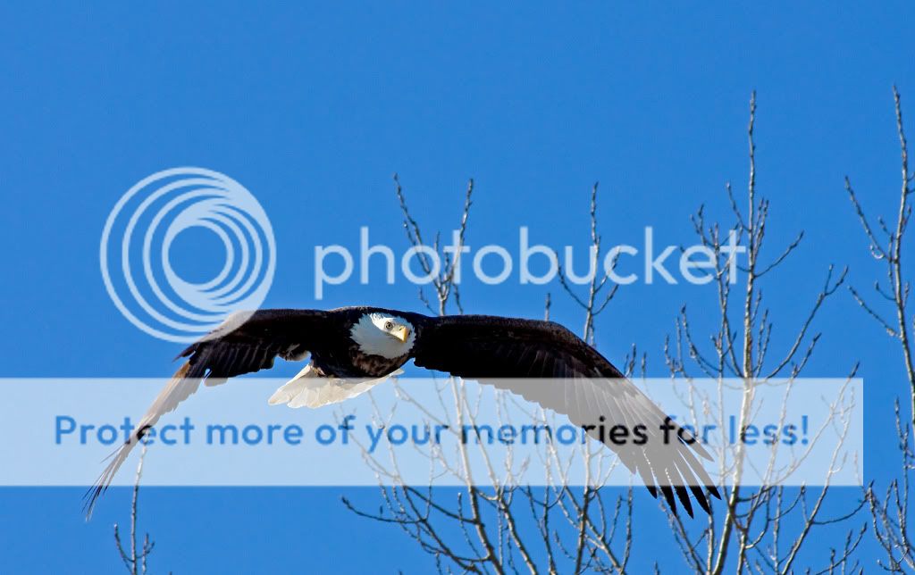 IMAGE: http://i548.photobucket.com/albums/ii346/ckort66/IMG_4177_edited-1.jpg