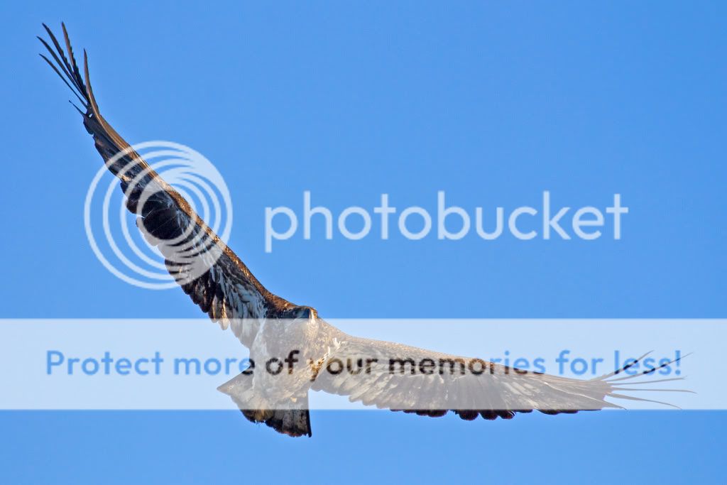 IMAGE: http://i548.photobucket.com/albums/ii346/ckort66/IMG_4291-1_edited-1.jpg