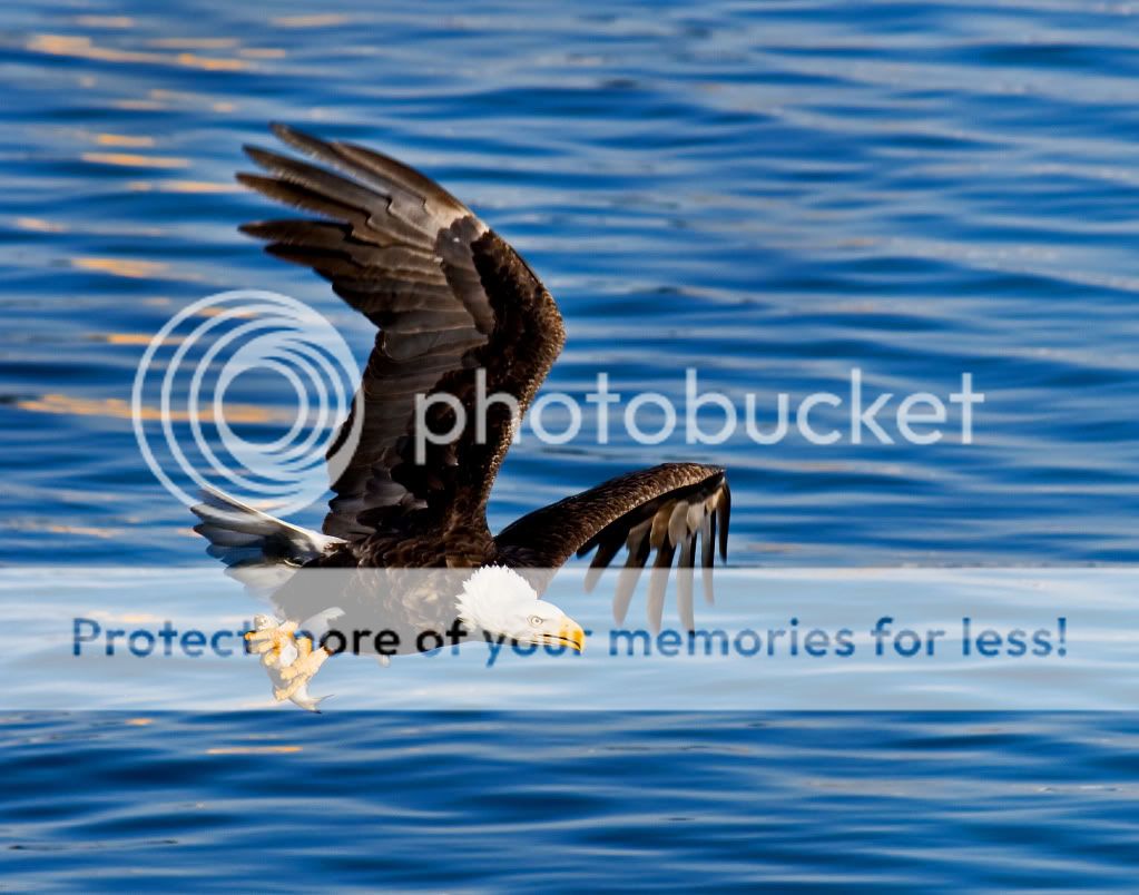 IMAGE: http://i548.photobucket.com/albums/ii346/ckort66/IMG_5212_edited-1.jpg