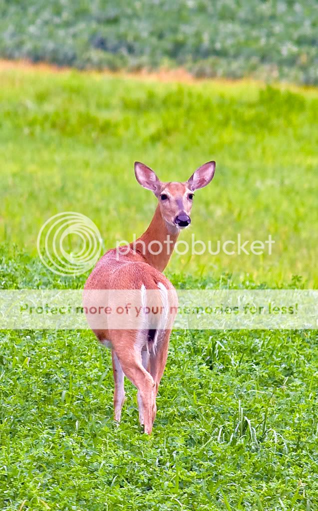 IMAGE: http://i548.photobucket.com/albums/ii346/ckort66/IMG_6661_edited-1.jpg