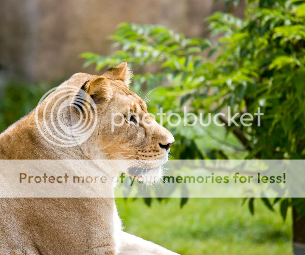 IMAGE: http://i548.photobucket.com/albums/ii346/ckort66/IMG_6717_edited-1.jpg