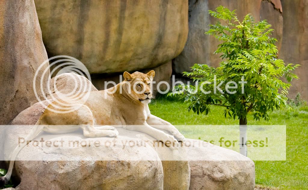 IMAGE: http://i548.photobucket.com/albums/ii346/ckort66/IMG_6721_edited-1.jpg