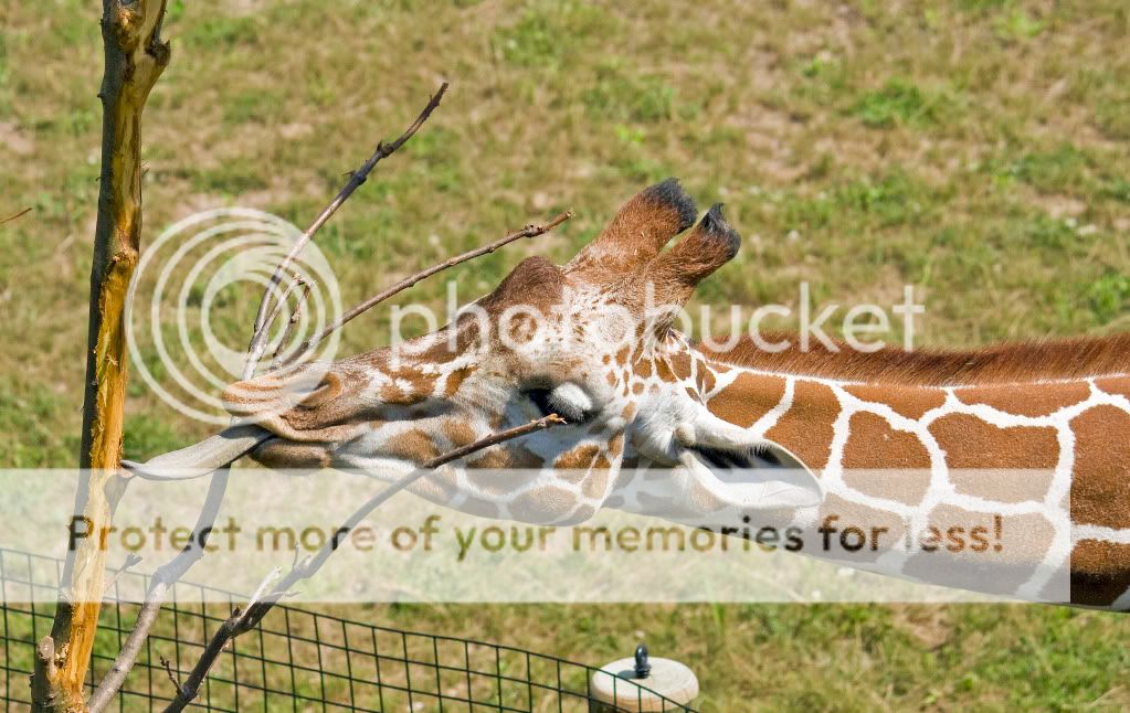 IMAGE: http://i548.photobucket.com/albums/ii346/ckort66/IMG_6765_edited-1.jpg