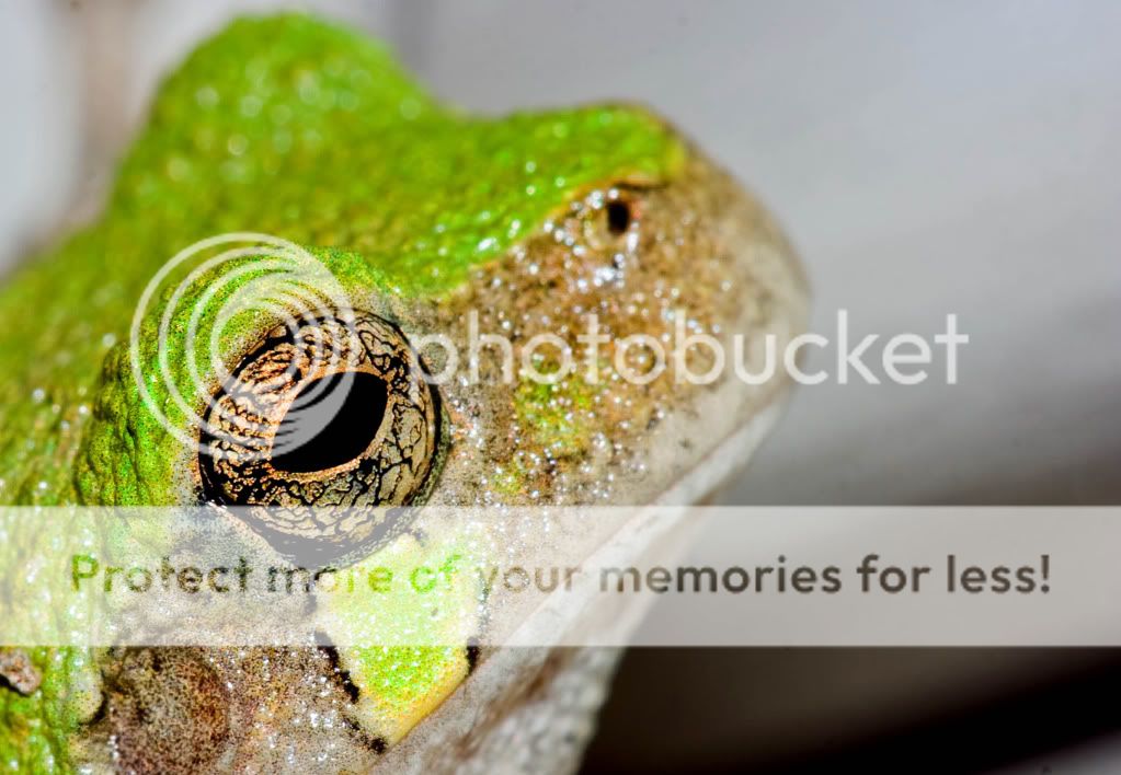 IMAGE: http://i548.photobucket.com/albums/ii346/ckort66/Macro/IMG_0830-2_edited-1.jpg