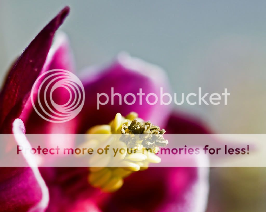 IMAGE: http://i548.photobucket.com/albums/ii346/ckort66/Macro/IMG_6943_edited-1-1.jpg