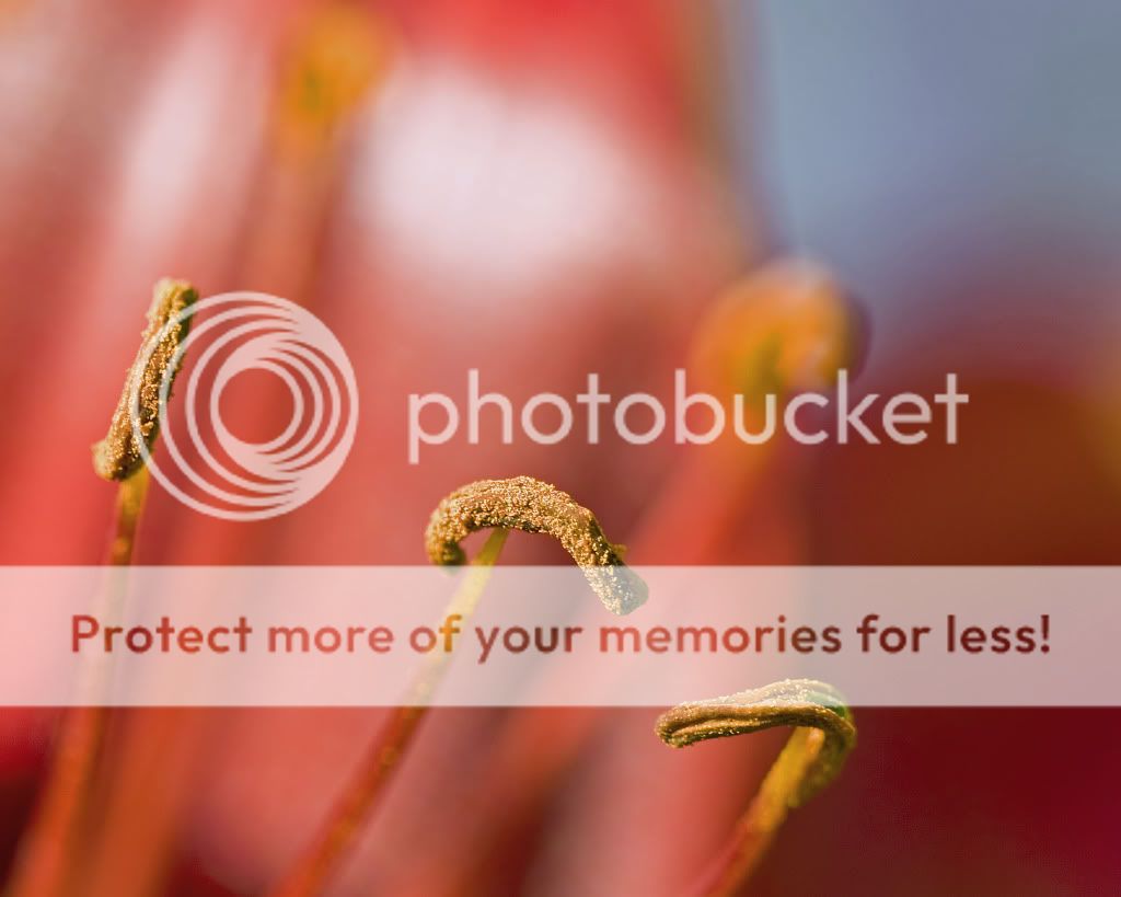 IMAGE: http://i548.photobucket.com/albums/ii346/ckort66/Macro/IMG_6961_edited-1-1.jpg