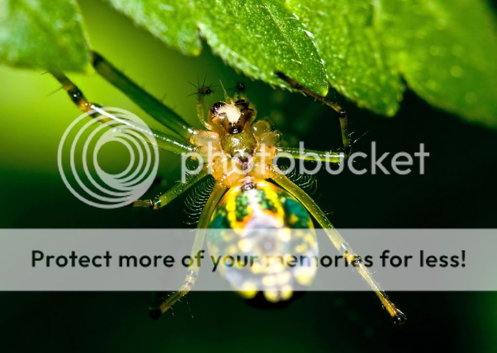 IMAGE: http://i548.photobucket.com/albums/ii346/ckort66/Macro/IMG_8351_edited-1.jpg