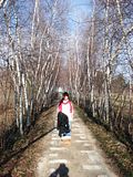 DSC00623.jpg Birch Alley image by RogerRhoads