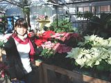 DSC00628.jpg Plant Conservatory with Poinsettias image by RogerRhoads
